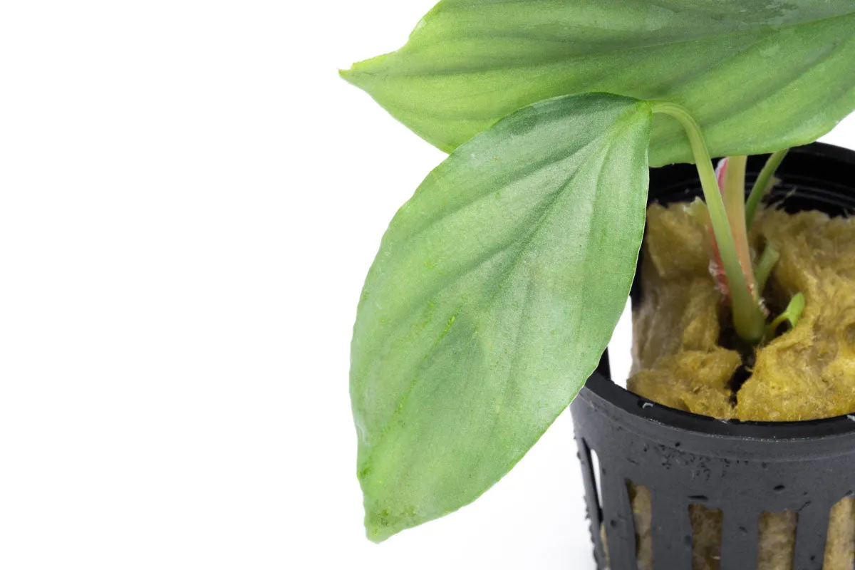 Homalomena Silver