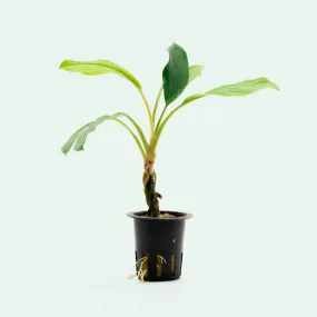 Homalomena Silver
