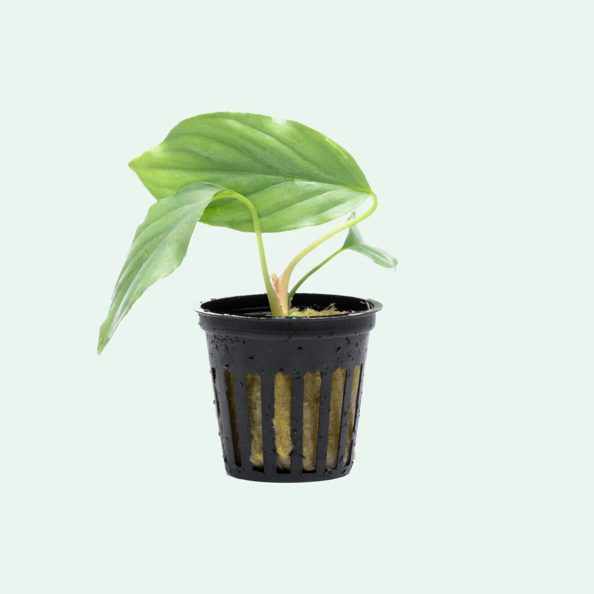 Homalomena Silver