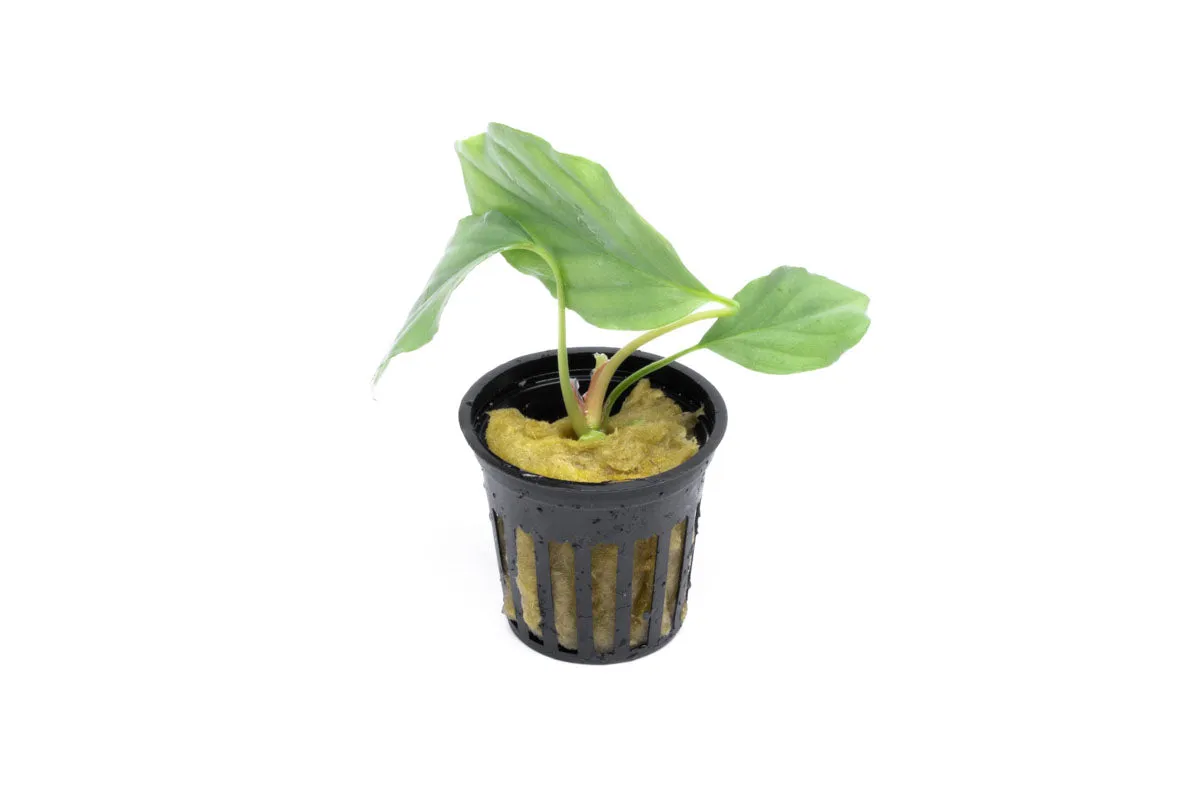 Homalomena Silver