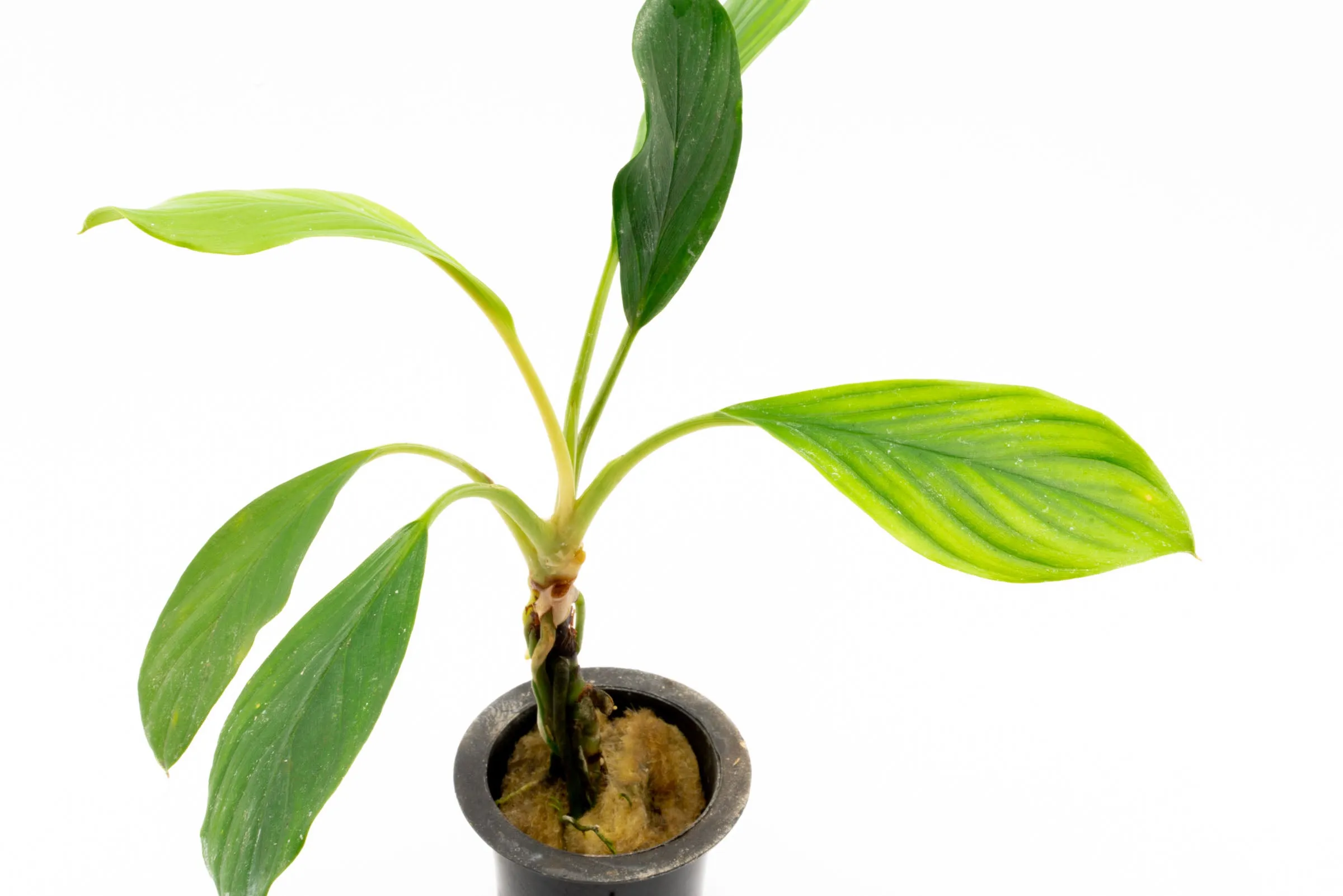 Homalomena Silver