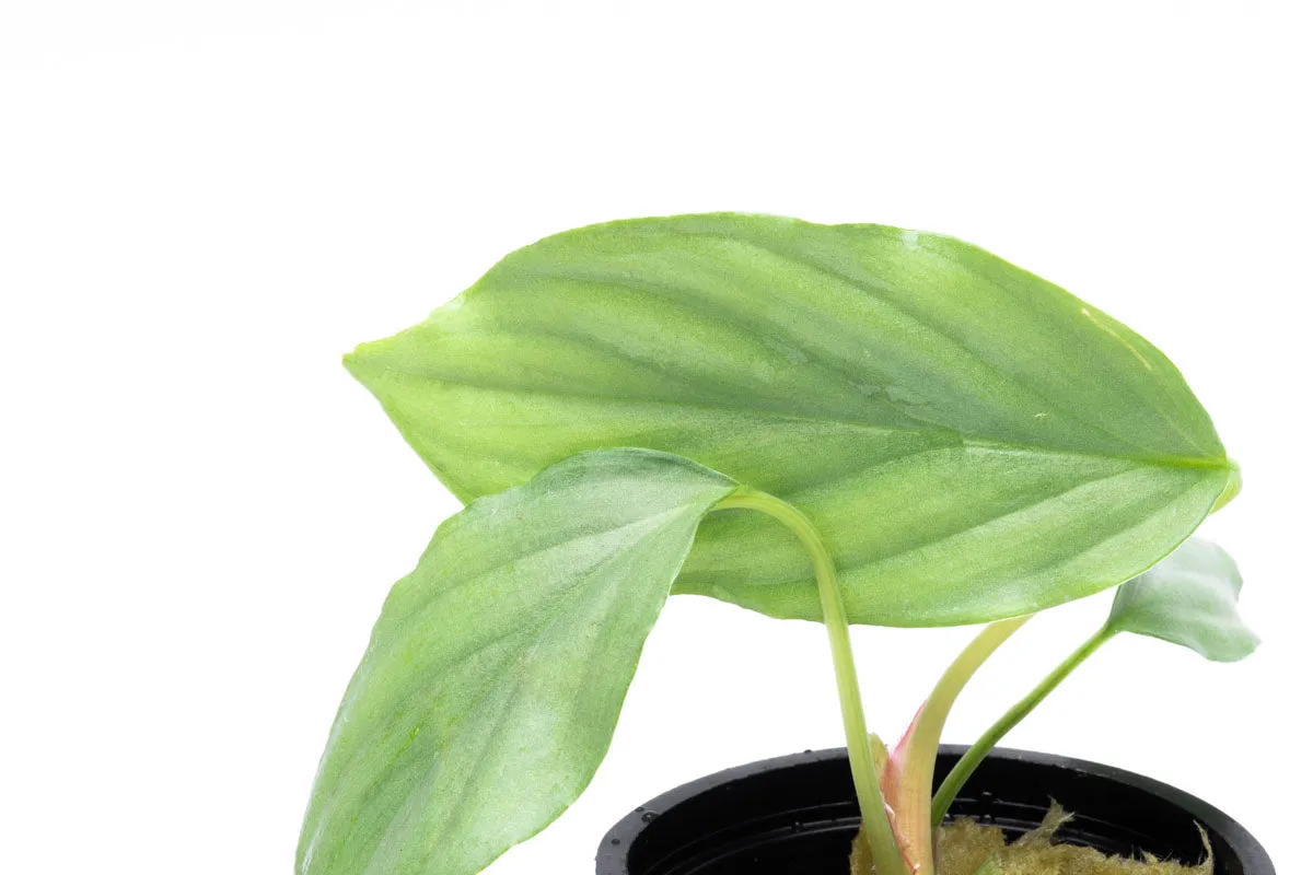 Homalomena Silver