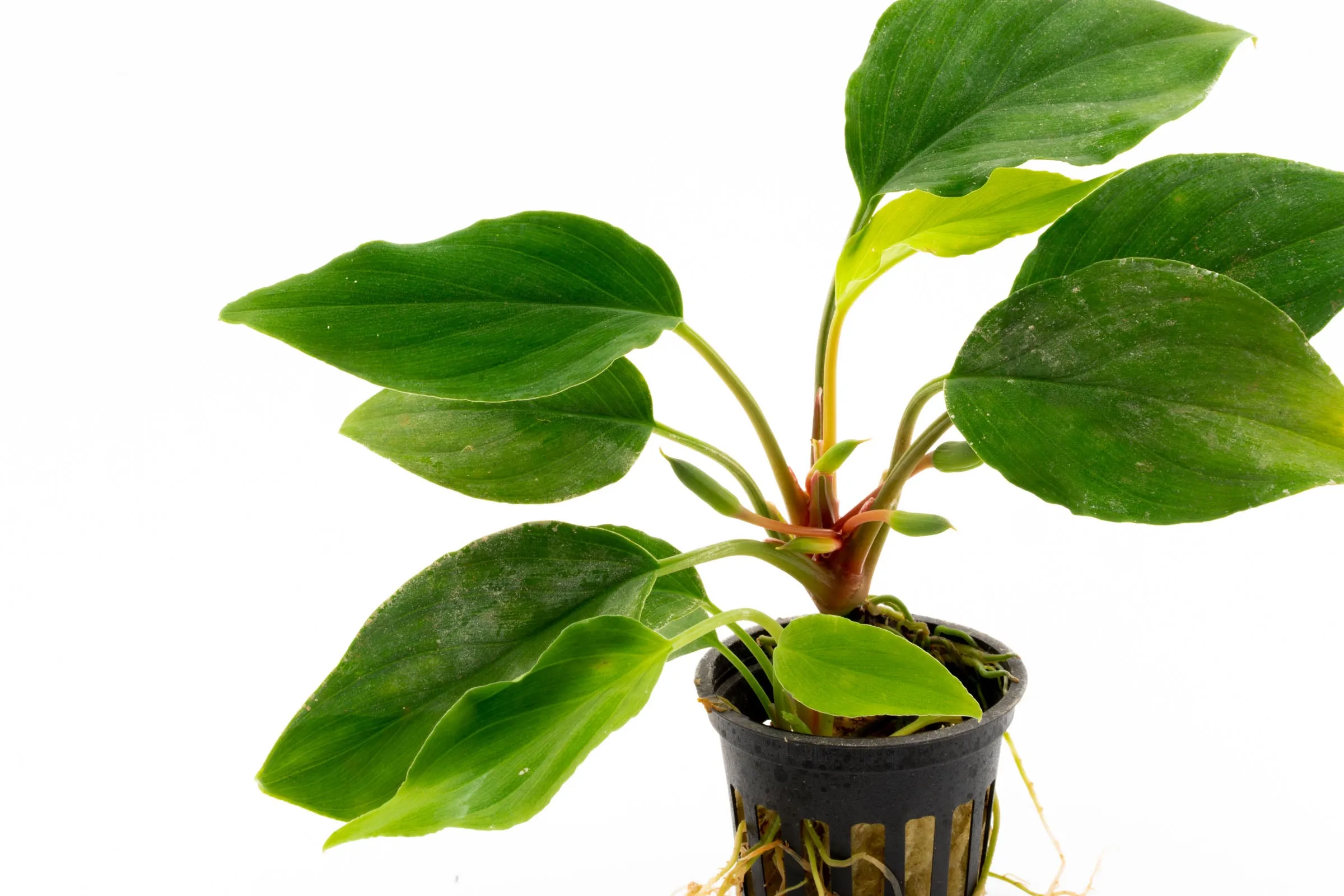 Homalomena Sungai