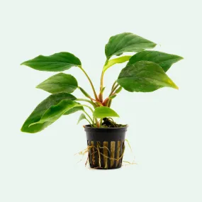 Homalomena Sungai